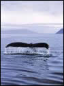 whale tale